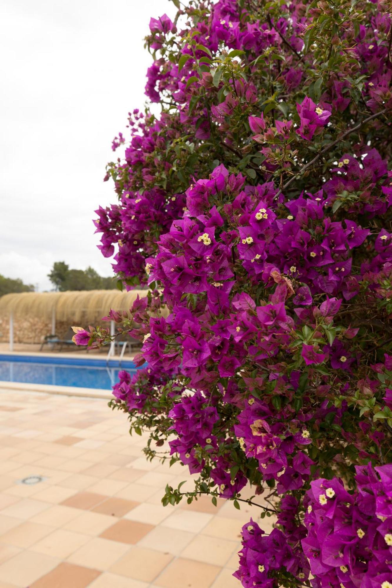 Villa Mestral Alcudia (Mallorca)